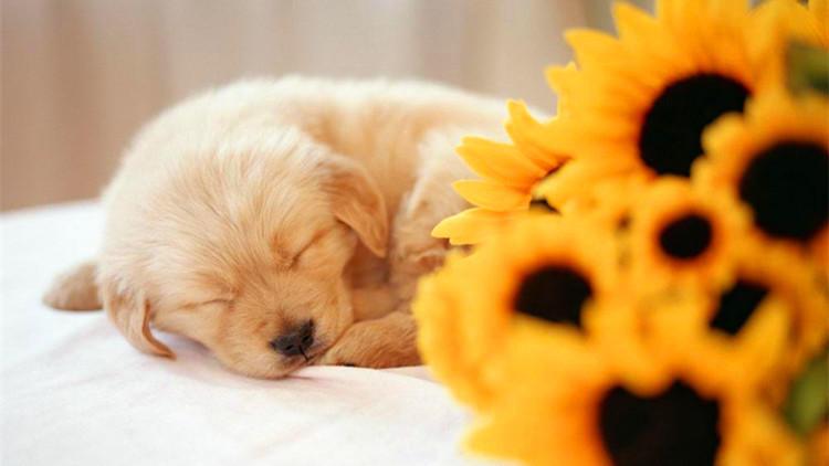 新狗狗到家，真的非常容易生病