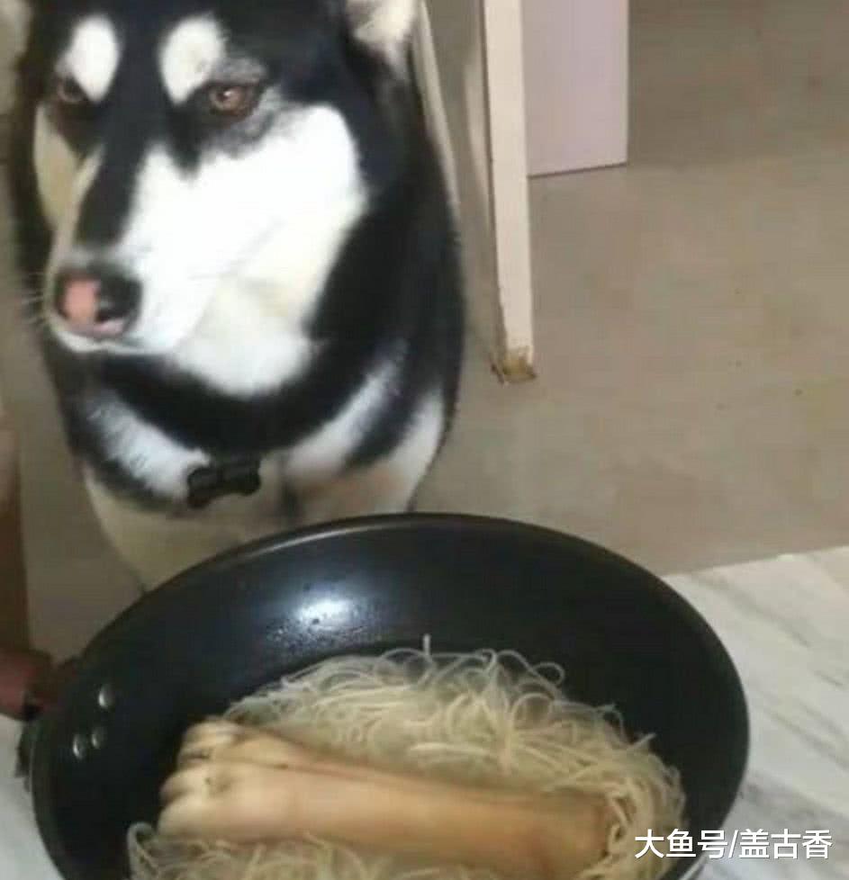 二哈见主人吃太清淡，下一秒做出的举动，让主人有苦说不出