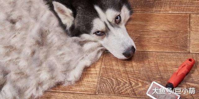 小狗刚到家，除了疫苗驱虫，还要让狗狗适应被抚摸检查