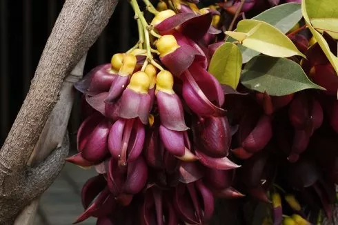 糟心植物大pk，谁是赢家？