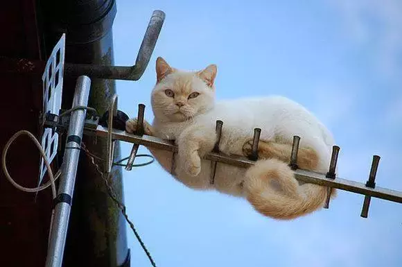 为什么我觉得猫是很恐怖的动物呢？