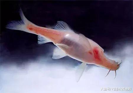 為了活著自毀雙眼的怪魚，看著磕磣但讓人心疼