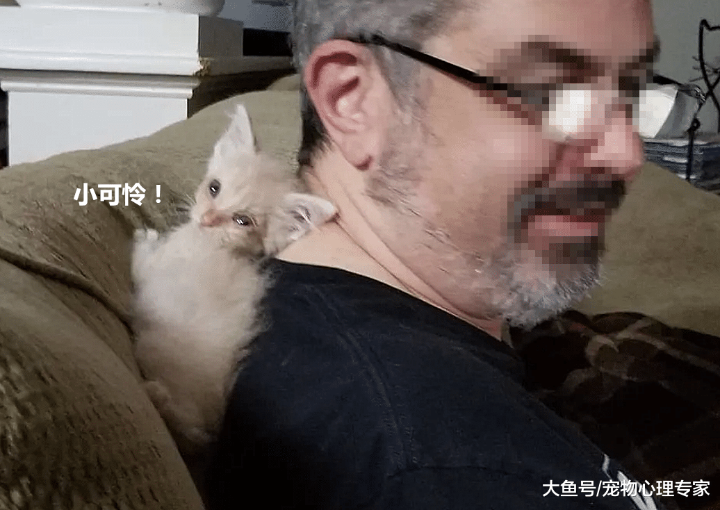 好心收养流浪小奶猫，不料几天后猫妈找上了门，故事发展却很暖心