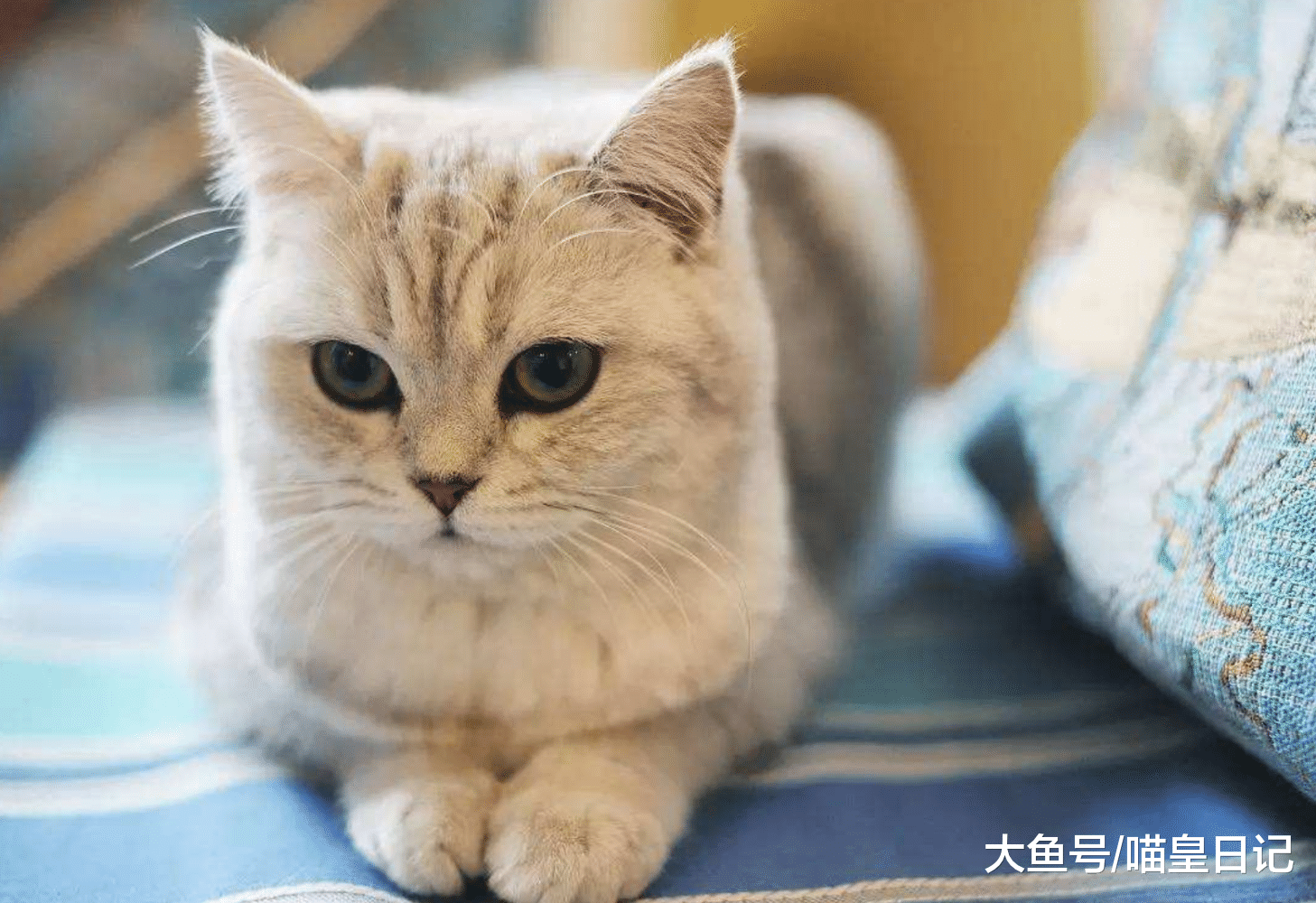 喵星人不用猫砂盆的六个原因, 找到属于你家猫主子的原因了吗?
