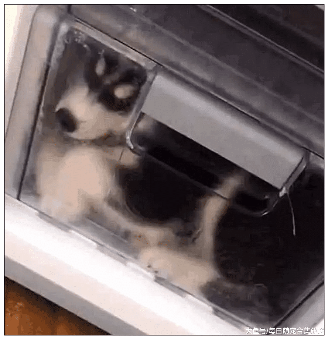 二哈拆家，主人一怒下把它塞进冰箱里，半小时后打开一看傻眼了