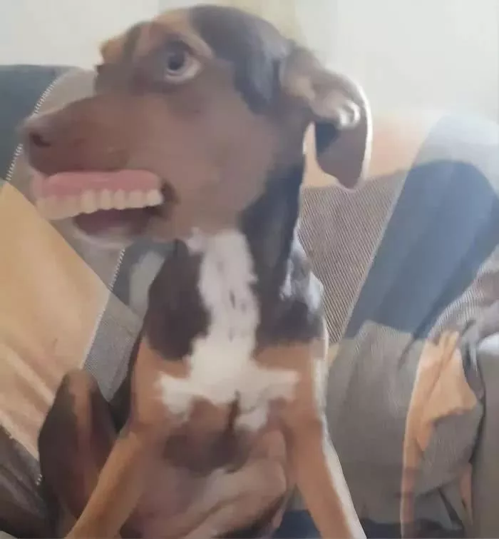 换牙期门牙掉光，这只狗子竟然做了这样的事……