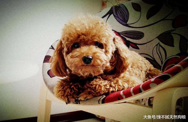 长期打你家泰迪犬, 它会产生这5点后遗症!