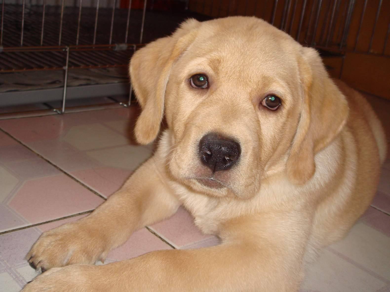 如何辨别纯种的拉布拉多？