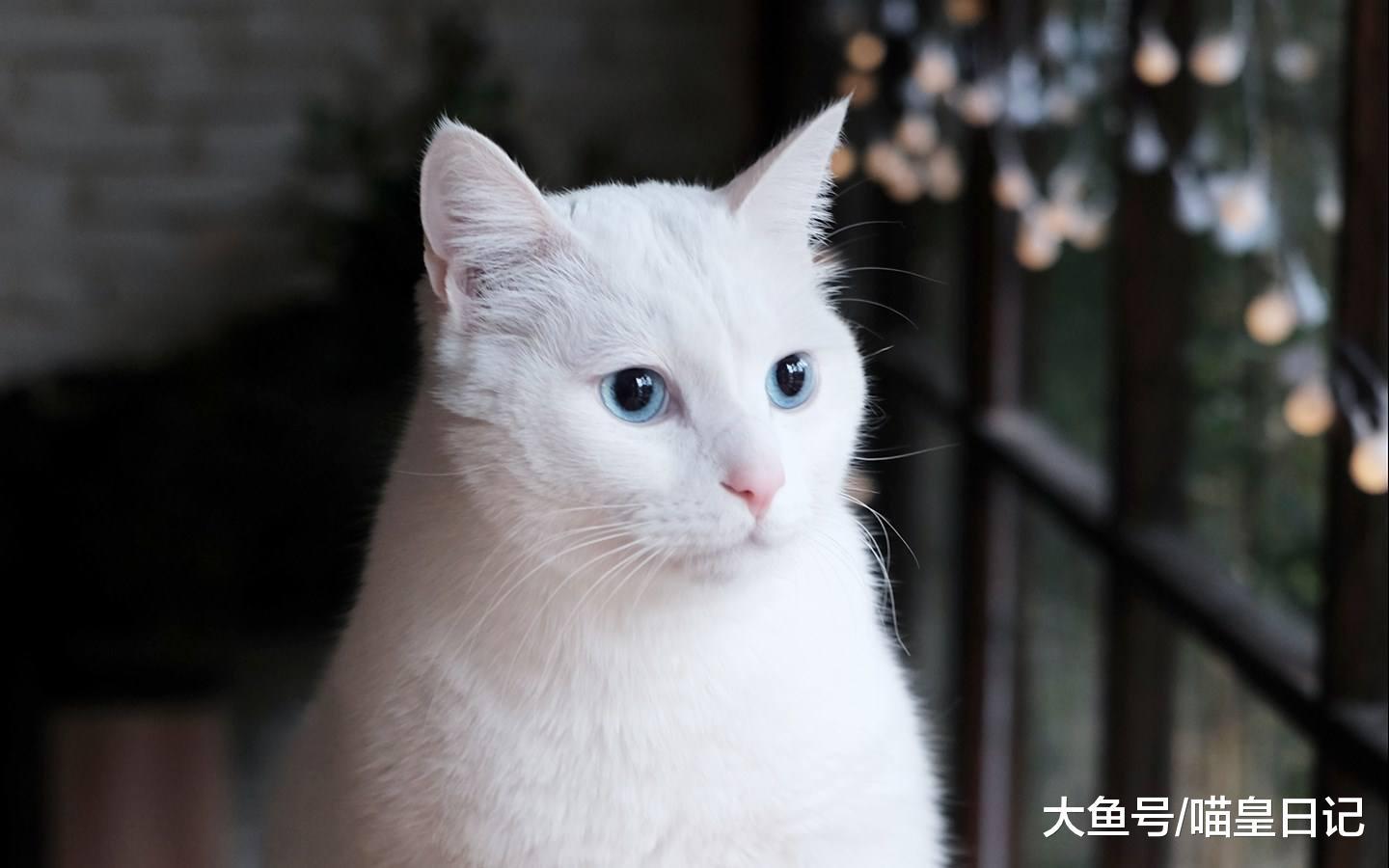 喵星人做過哪些記仇的事？網友：為了報復我，它和貓砂盆打了一架