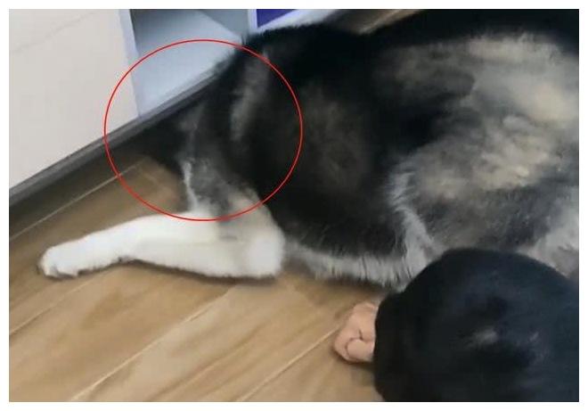 主人将哈士奇寄养朋友家, 朋友与它零障碍交流, 主人都不要了