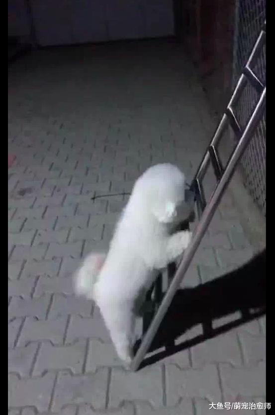 主人搬來梯子上房頂干活，比熊看后馬上就學會爬梯子了，好聰明啊