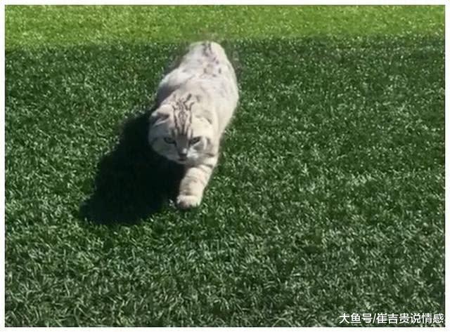 跟女友去公园散步时，看到一只走路诡异的猫，细看之下撒腿就跑！