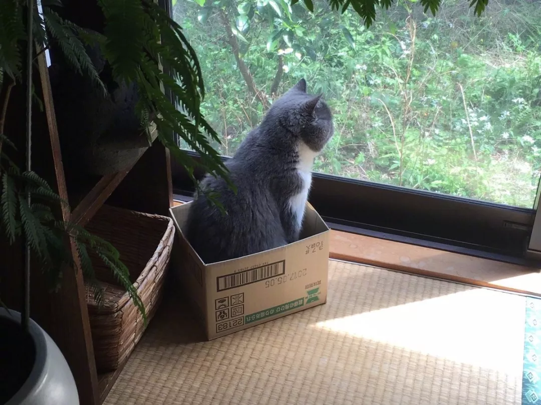 橘猫大摇大摆躺在车顶，对车主一屑不顾，还霸占车子打了大哈欠