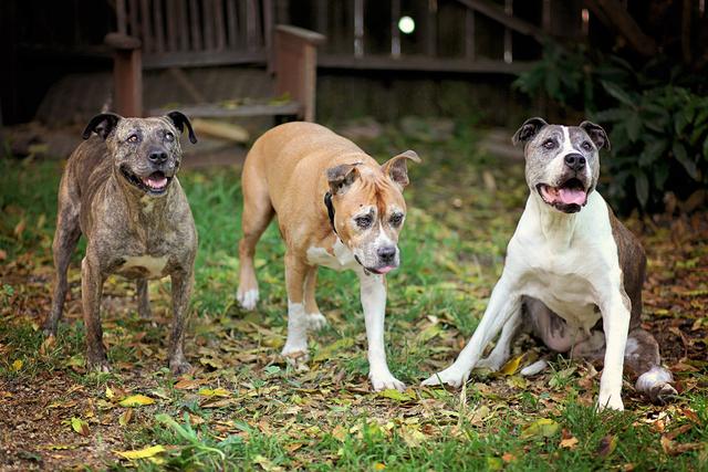 狗狗年纪大了，是选择让它窝在家还是带出去浪？哪种可以更长寿