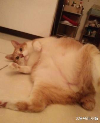 主人用盒子收集猫毛，从高二到大四，六年收获一块大砖头