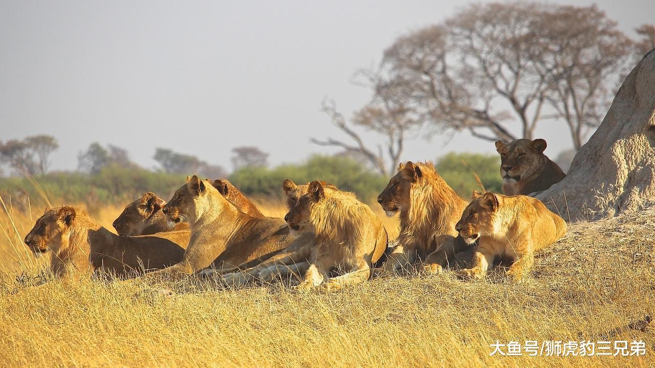狮子间的“爱恨情仇”, 雄狮掌管一个狮群, 真的太不容易了