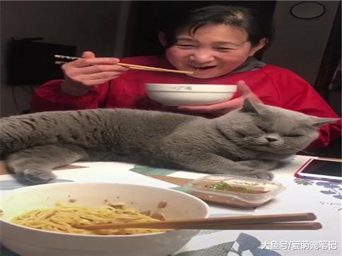 英短蓝猫想要吃桌上的饭菜, 就直接躺在姥姥面前, 这猫好会撒娇啊