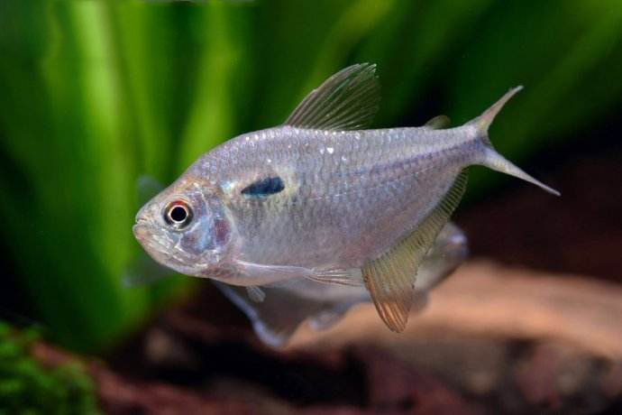 漂亮的钻石灯鱼