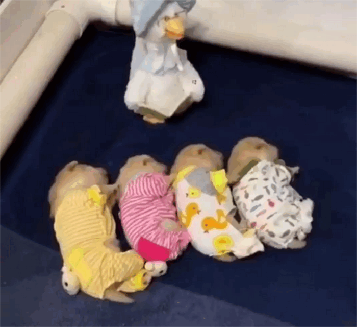 穷狗和富狗的差别到底有多大？一个是天堂，一个是地狱