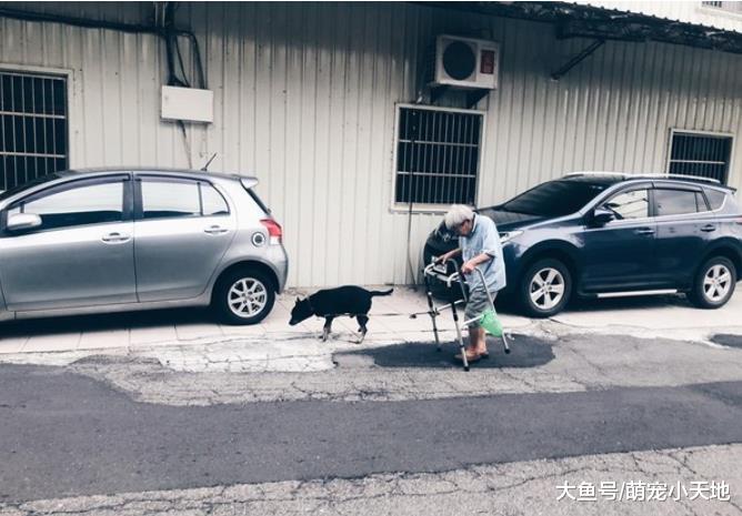 老人拄助行器和老黑狗慢慢散步，坚持上牵绳、带便袋超感人