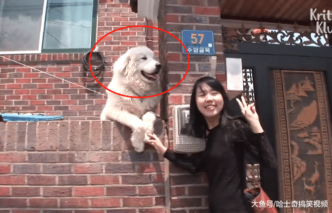 大白狗因“爱笑”走红，还懂得自己很出名，狗：我漂亮吗？