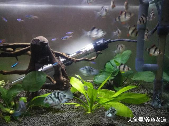 为什么在适当的时机，我们要给观赏鱼停食或者调换一下食物？