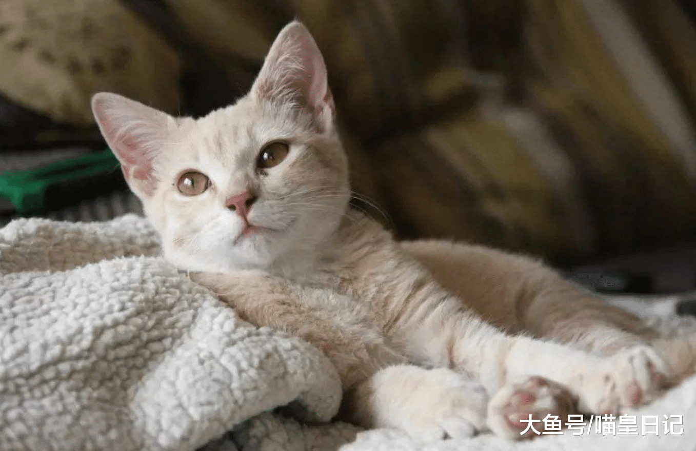 在喵星人到新家后的24小时里，铲屎官不要做这三件影响感情的事！