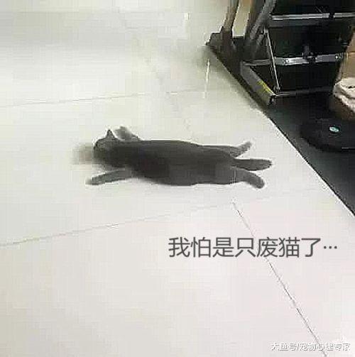 回家发现猫咪只剩猫皮，主人眉头紧皱，凑近后发现事情不简单