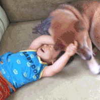 柴犬家添了一个小主人后，就像大哥一样无限宠溺！看完想养狗了