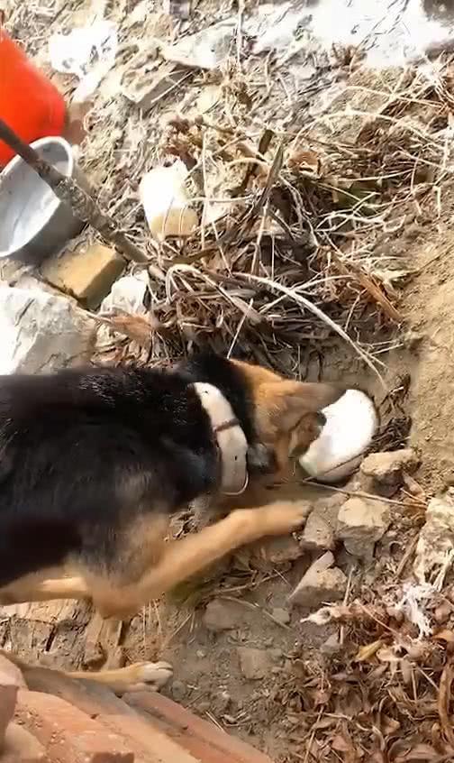 狗叼着馒头在地上刨坑, 主人在一旁看着发愣, 网友: 狗在藏食