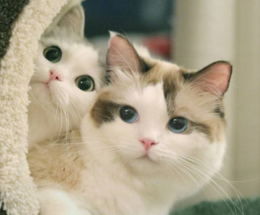 猫咪走出家门后，为什么就不回来了？这5个原因让人很无奈