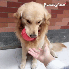 滴~这是一辆通往幼稚园的车