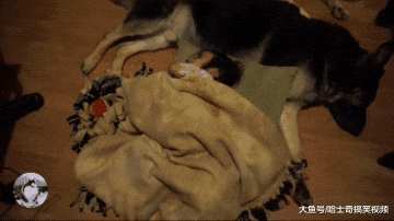 小主人非要跟德牧睡一起，结果二哈扎心了，谁更有安全感？