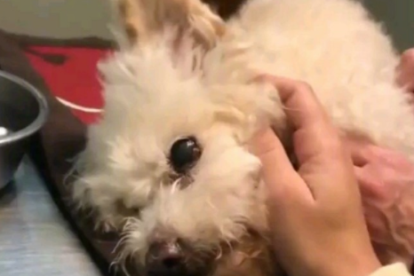 13年的陪伴, 我要送我家狗狗最后一程