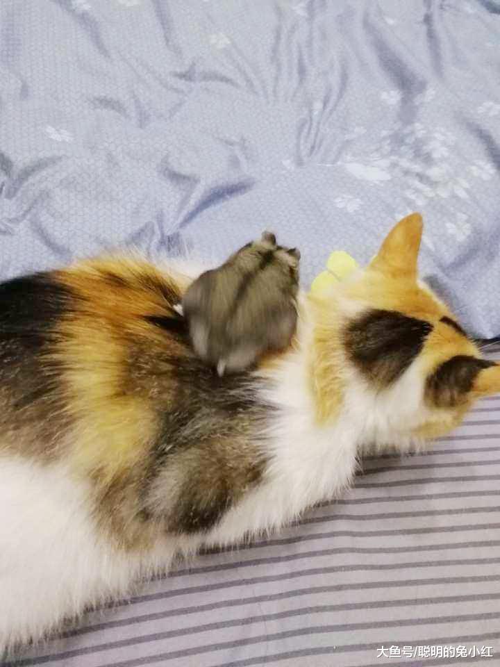 当家养流浪猫，遇到仓鼠，猫：你是来搞笑的吗？