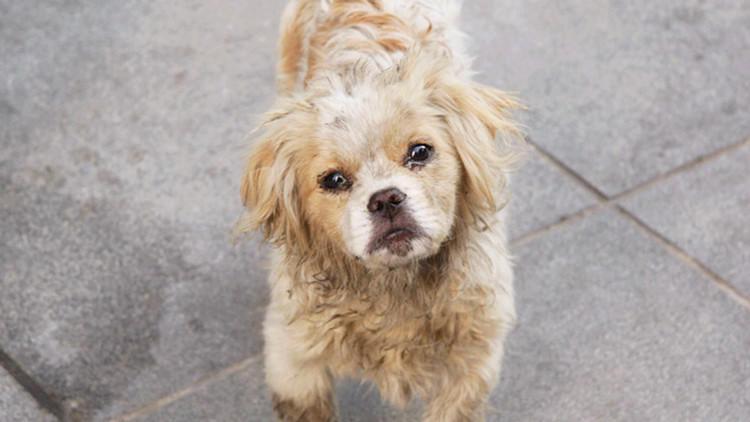 中华田园犬, 一个不应该被我们遗弃的犬种