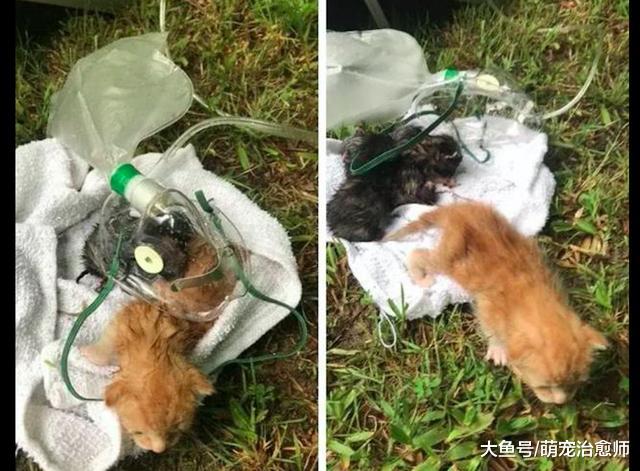 垃圾堆突然着火，在里面过冬的流浪猫遭了殃，好心人立即赶到救援