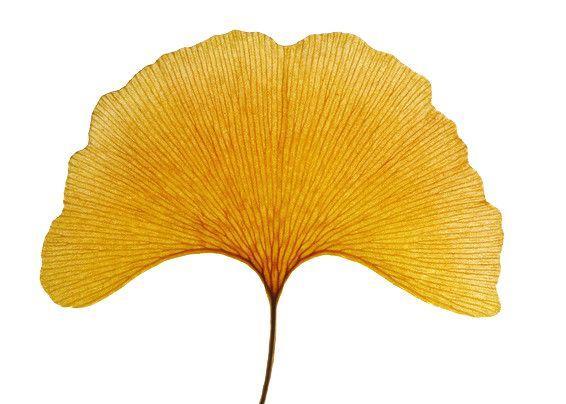 再见，罗永浩！别了，锤子