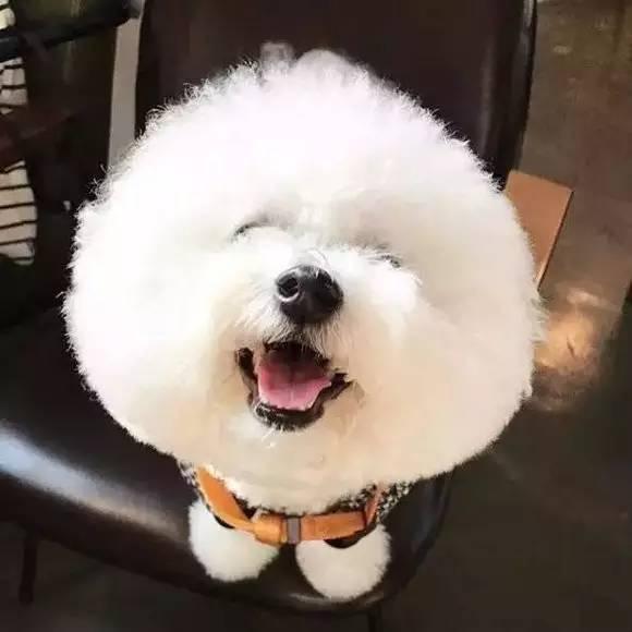 盘点狗狗喜欢主人对它做的6件事，这些事没有狗狗能抵抗！