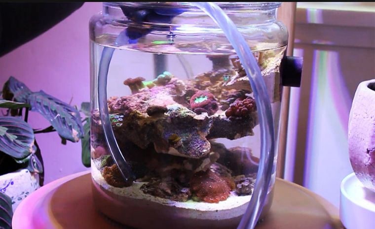 超微型海缸？一起来看这样的小水体如何实现换水