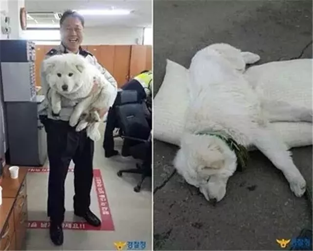 当警察蜀黎遇到流浪狗，从此狗生逆袭，超暖哦