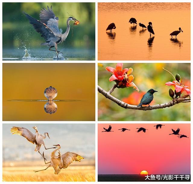 鸟类摄影拍出数毛的效果最好吗？这些创意摄影技巧让作品与众不同