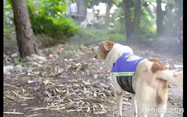 泰国为流浪狗设计了一款背心, 让它们成为巡逻警, 保卫社区安全!