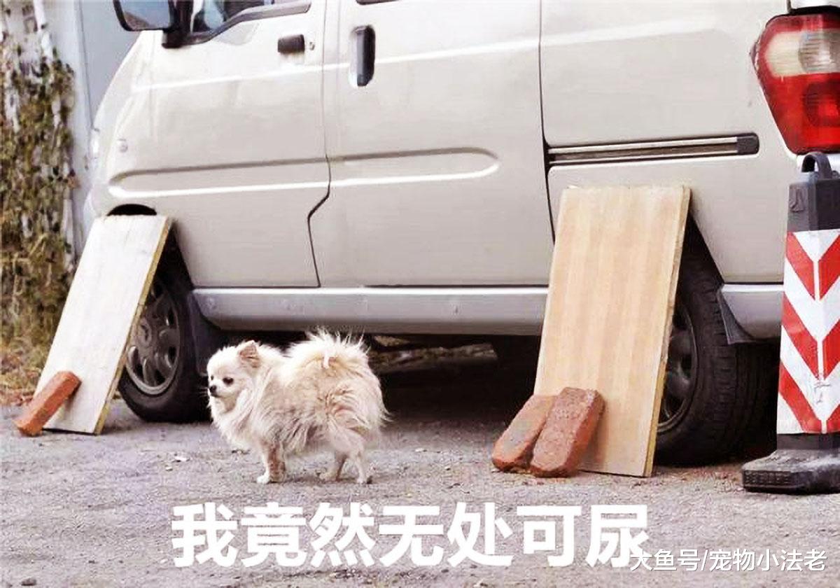 狗狗的小便真的会损伤轮胎吗？不要让你的无知，挡住你的双眼！