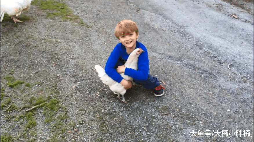 母鸡跟猫咪“争宠”，抢先进入小男孩怀抱，却从此被猫咪惦记上了