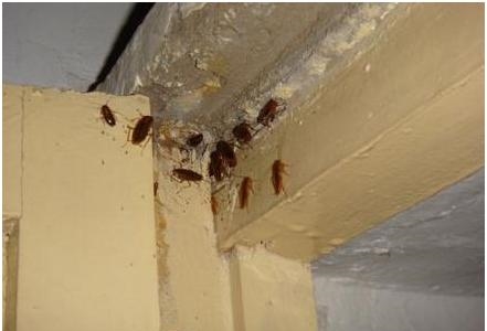 只需2滴油，不花钱让家中蟑螂子孙全绝，家中再也无蟑螂