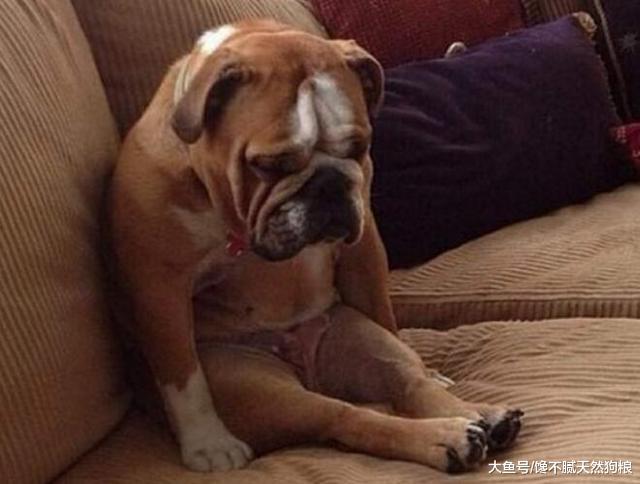 狗狗乖巧安静不一定是好事, 这5种异常表现是大病征兆!