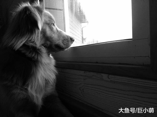 我家狗狗患上了分离焦虑，主人却常年不在家，我们怎么才能帮到它