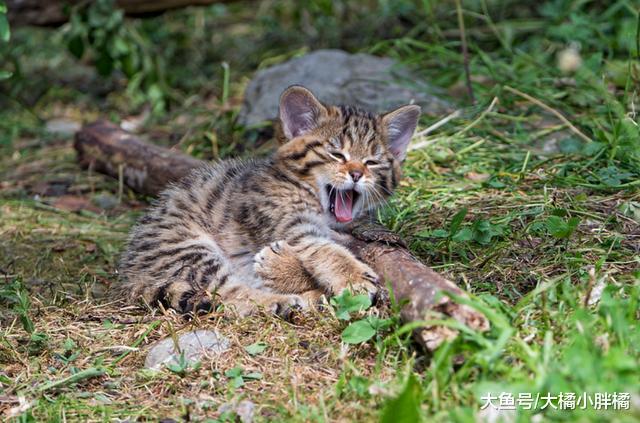 猫咪得了口腔炎不用怕，2种有效治疗方法，别忘了给猫咪改善伙食