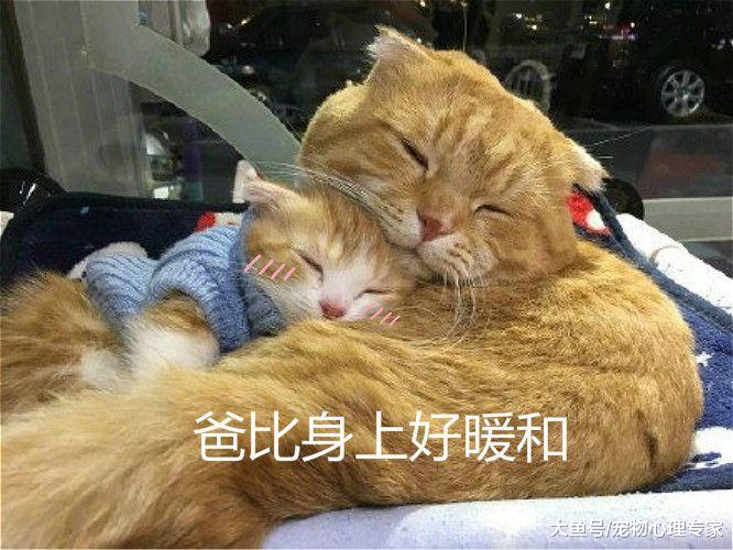 三只猫一起住后，气氛变得不太对了，猫主人不想说话
